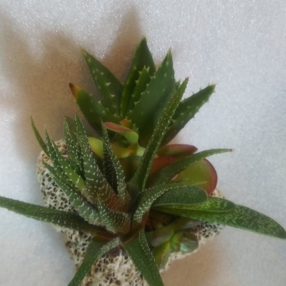 Succulents in coral